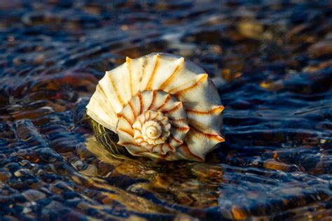 Download Seashell On Water Surface Wallpaper | Wallpapers.com
