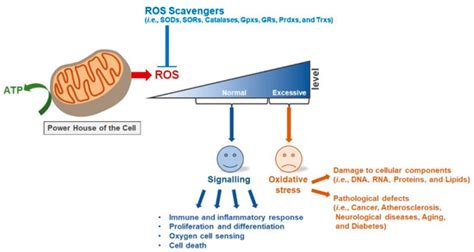 Interplay Between Mitochondrial Peroxiredoxins and ROS in Cancer ...