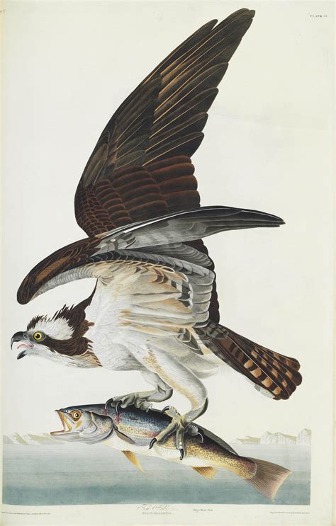 AUDUBON, John James (1785-1851). The Birds of America; from Original ...