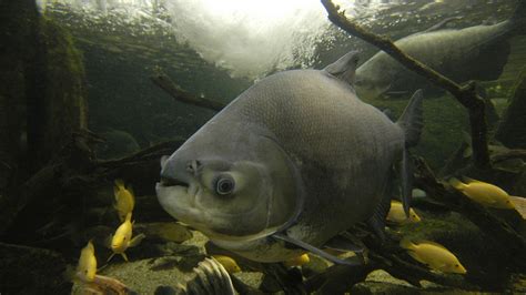 Pacu | Size, Teeth, & Facts | Britannica