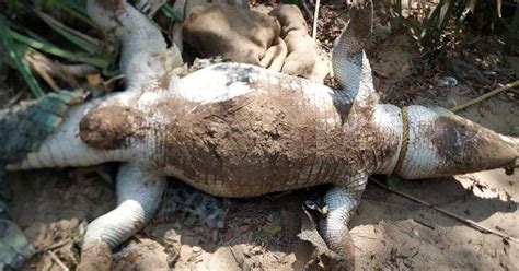 Endangered Crocodile Dies Of Shock Because Of Loud Bass Music From An ...