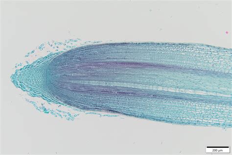 Zea Root Cross Section
