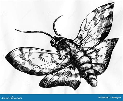 Moth Ink Drawing Stock Illustration - Image: 49690487