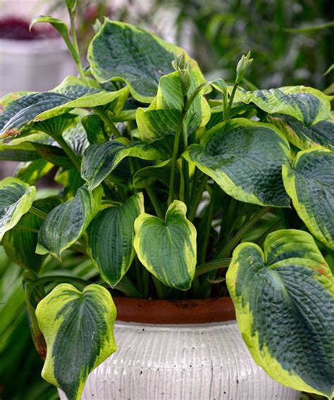 How to grow hostas in pots: container tips for these plants | Homes and ...
