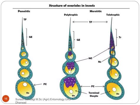 Image result for Insect reproductive system Insect Fertilization