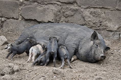 猪圈里有小猪高清图片下载-正版图片505265360-摄图网