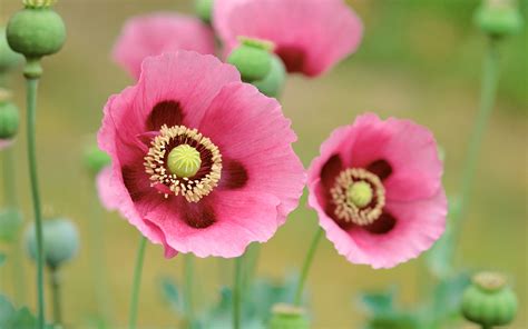 Poppies Flowers Wallpapers | HD Wallpapers | ID #11743