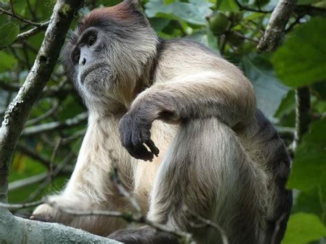 GORILLA AND ADVENTURE SAFARIS (2025) All You Need to Know BEFORE You Go ...