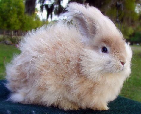 Breed: English Angora. Super super fuzzy. | Angora rabbit, Fluffy bunny ...