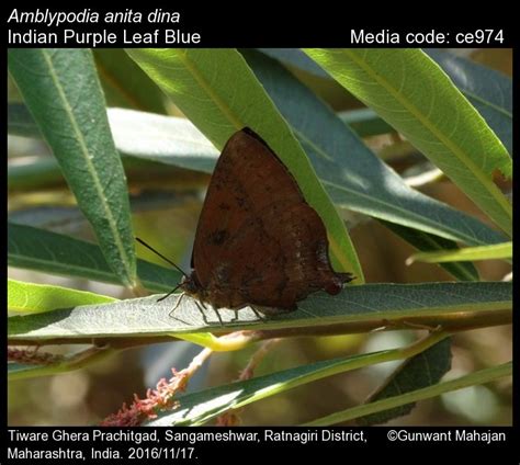 Amblypodia anita | Butterfly