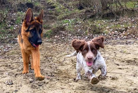 What Causes Dogs To Get The Zoomies