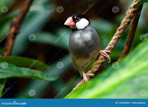 Java Sparrow (Padda Oryzivora) Stock Image - Image of beak, green: 12923503