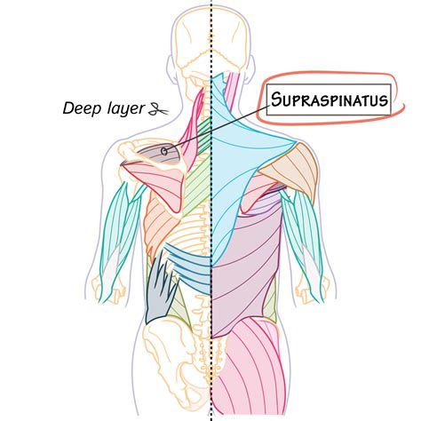 Active Learning for the Medical Sciences | ditki medical & biological ...