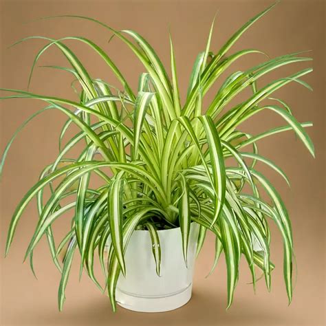 See related image detail. SPIDER PLANT AIR PURIFIER – Plant Orbit