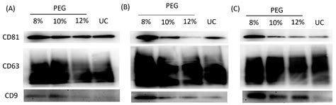 Optimization Protocol of the PEG-Based Method for OSCC-Derived Exosome ...