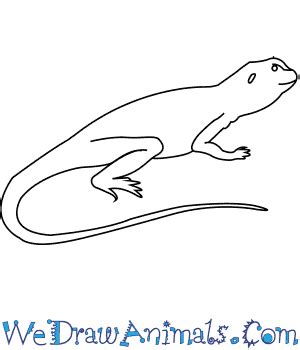 Image result for Common Collared Lizard How to Draw