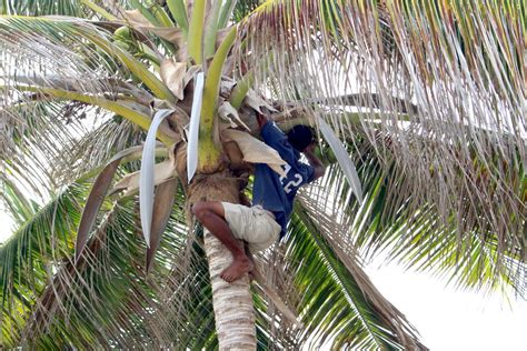 Societies 的图像结果