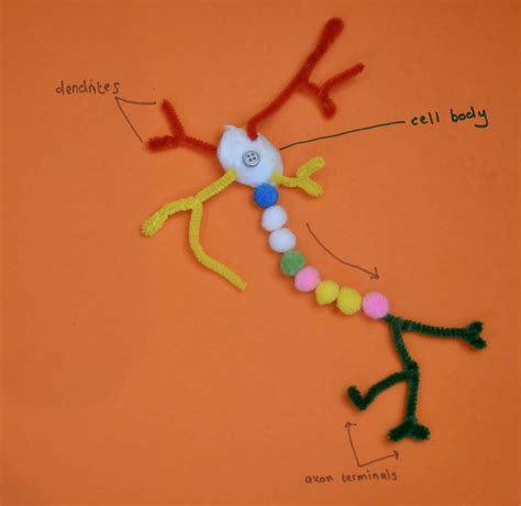 Image result for Pipe Cleaner Neuron Project