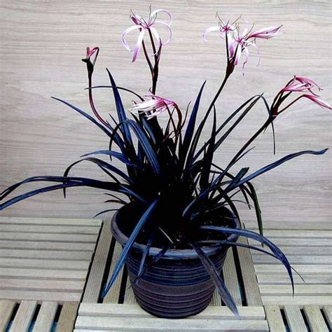 Buy Lily Plant online from Nurserylive at lowest price.