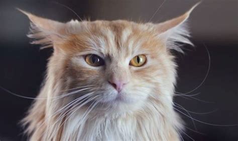 Image result for O2 Advert Dog