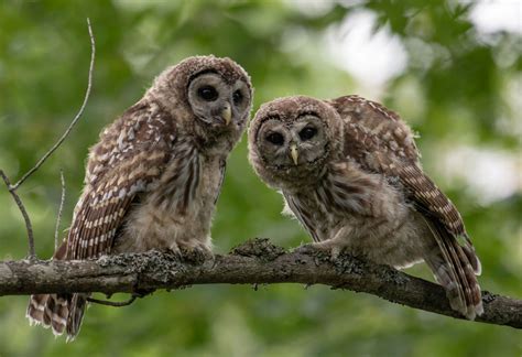 Barred Owl Photos