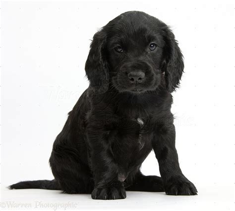 Black American Cocker Spaniel Puppies