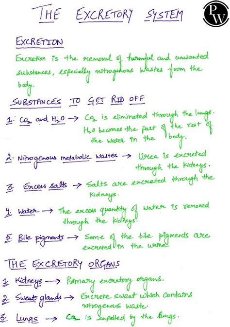 Class 10 ICSE Biology Notes: The Excretory System - ShareMyNotes ...