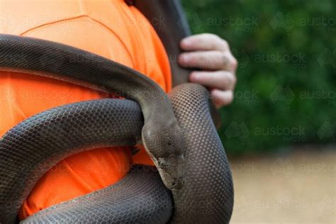 Image result for Python Wrapped around Woman