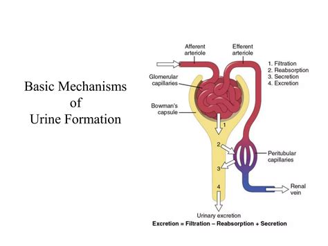 Renal tubular reabsorption, secretion, regulation & renal function tests | PDF