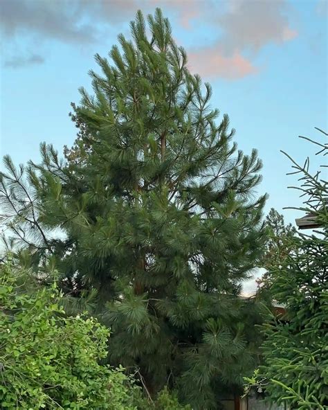 Plant FAQs: Loblolly Pine - Pinus Taeda