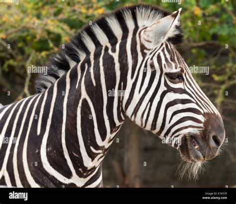 Animal with stripes hi-res stock photography and images - Alamy
