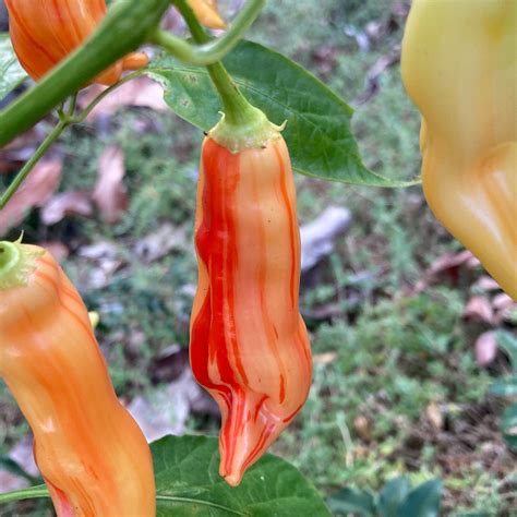 Sugar Rush Stripey Pepper Seeds | Tyler Farms