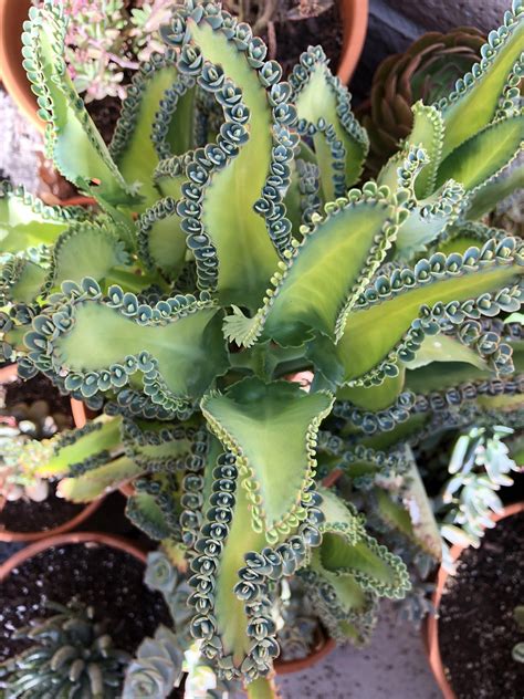 Pin by Katelyn Yates on Unique Plant Ideas | Succulents, Plants ...
