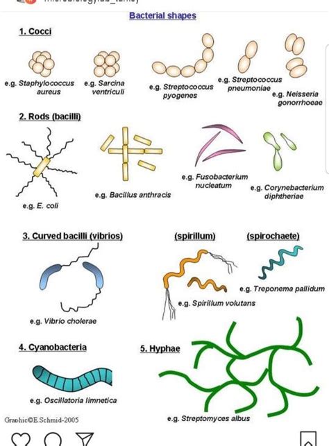 Image result for Classification of Bacteria