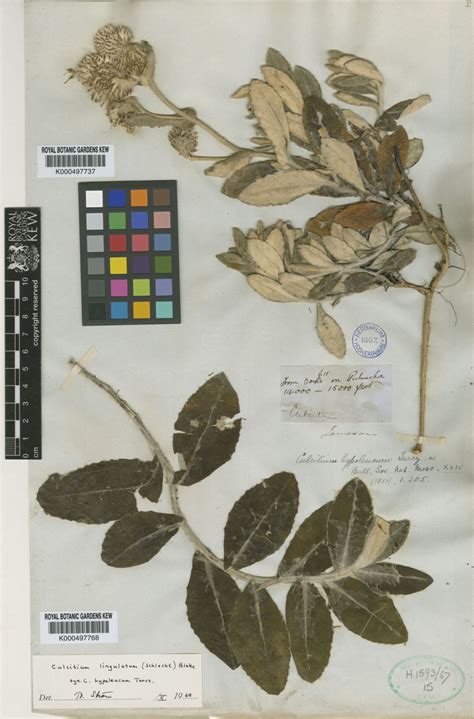 Aetheolaena hypoleuca (Turcz.) B.Nord. | Plants of the World Online ...