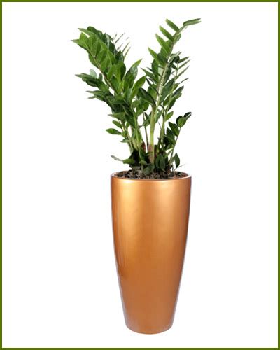 Gover India-Planters,Stainless steel Planters,Metal Planters,Fibreglass ...