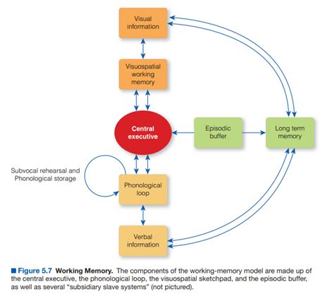 Image result for Working Memory Explained