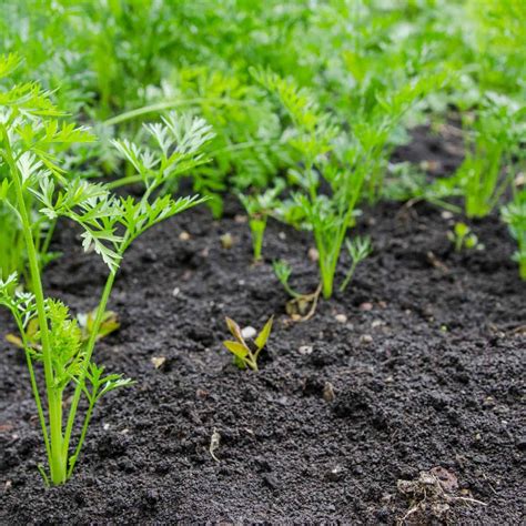 Best Sprouts to Eat Raw: Top 7 Nutritious Options