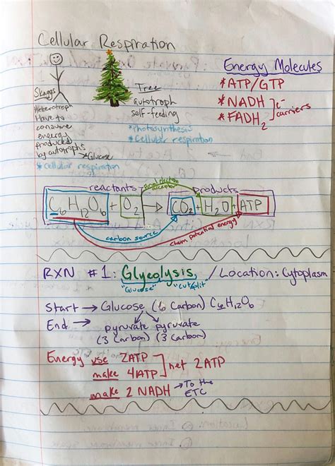 SOLUTION: Ap bio cellular respiration notes - Studypool