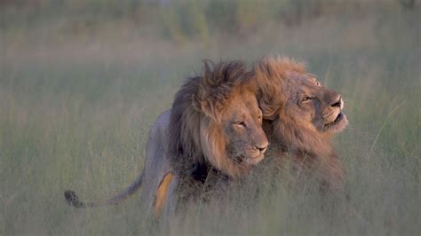 What Do Male And Female Lions Look Like In The Wild - Infoupdate.org
