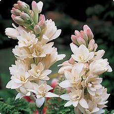 tuberose fiori polianthes tuberose fiori stupendi tuberose fiori polianthes tuberose fiori stupendi