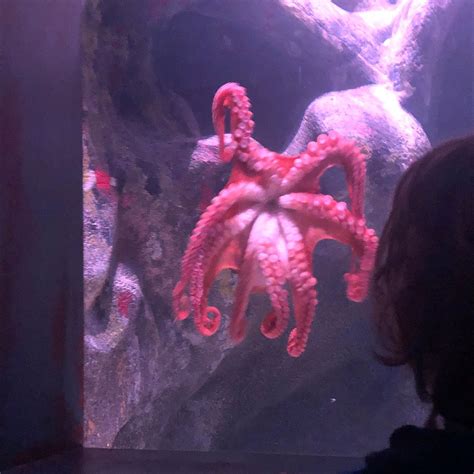St. Louis Aquarium at Union Station (Saint Louis) - All You Need to ...