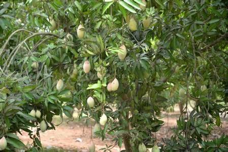 Buy Agricultural Land in Kuvathur,Chennai - 9797 Sq-ft the property ...