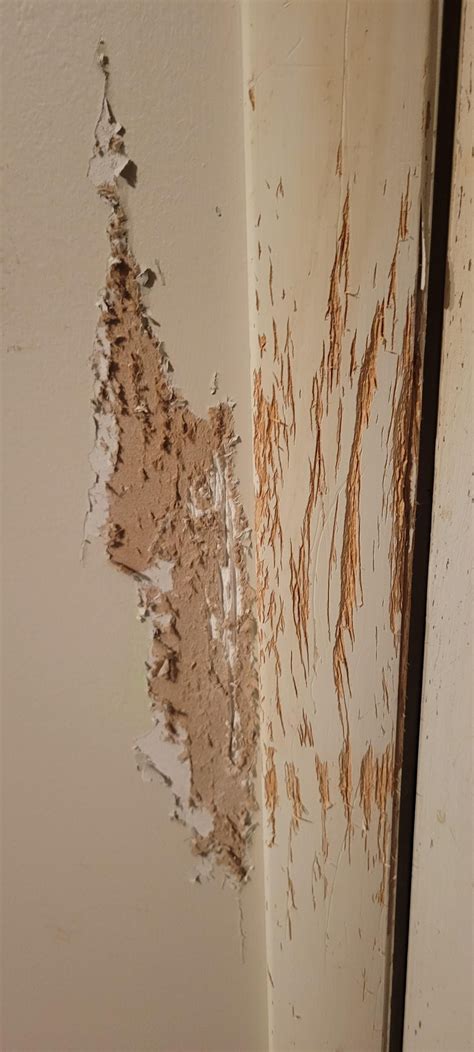 How do I patch the scratches on the wall and doorframe that my anxious ...