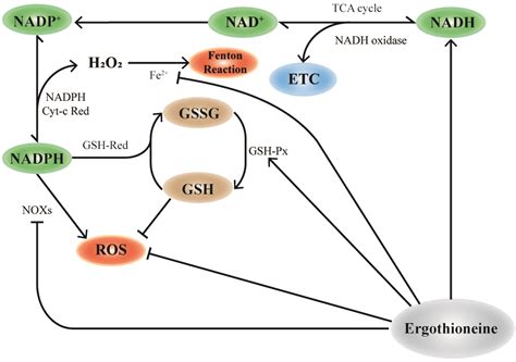 Safe and Effective Antioxidant: The Biological Mechanism and Potential ...