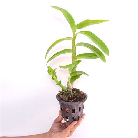 Buy Dendrobium Orchids Online India | Dendrobium Orchids | Orchid-tree ...