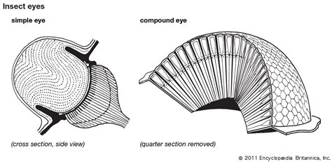 Insect 的图像结果