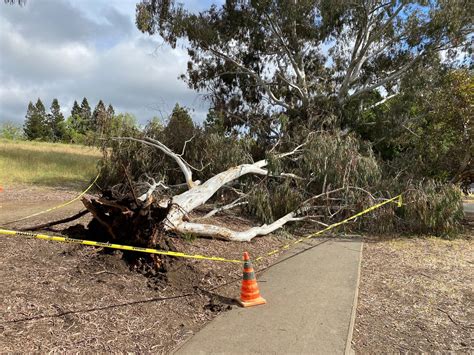 Unrooted Tree | X-Trees