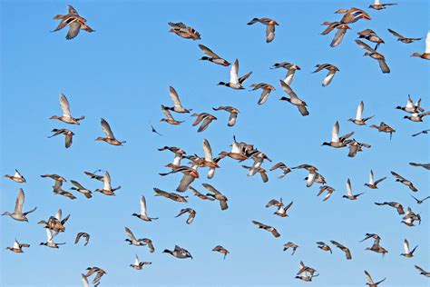 Migration Of Ducks
