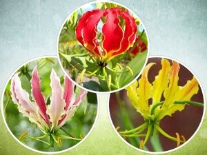 Udanta Gloriosa Flame Lily Flower Bulbs Mesmerizing Multi color [Pack ...
